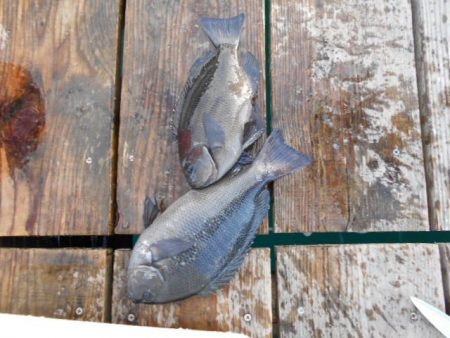 こかわ渡船　雅丸 釣果