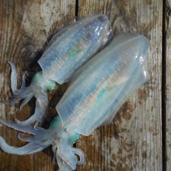 こかわ渡船　雅丸 釣果