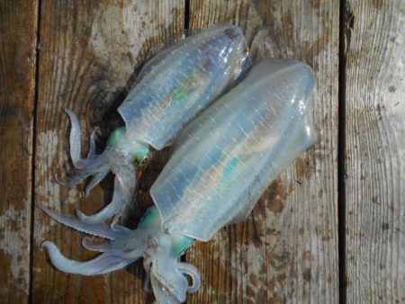 こかわ渡船　雅丸 釣果