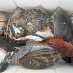 こかわ渡船　雅丸 釣果