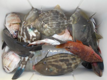 こかわ渡船　雅丸 釣果