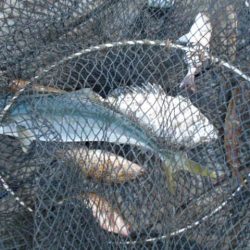 こかわ渡船　雅丸 釣果