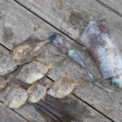 こかわ渡船　雅丸 釣果