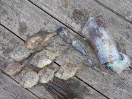 こかわ渡船　雅丸 釣果