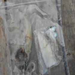 こかわ渡船　雅丸 釣果