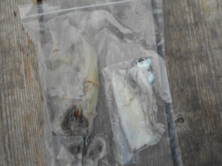 こかわ渡船　雅丸 釣果