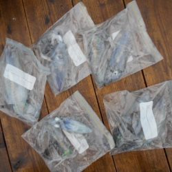 こかわ渡船　雅丸 釣果