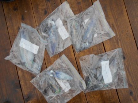 こかわ渡船　雅丸 釣果