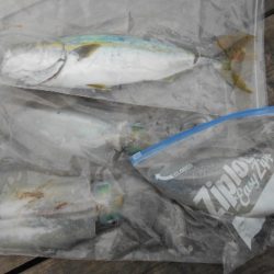 こかわ渡船　雅丸 釣果