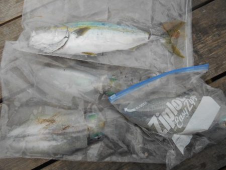 こかわ渡船　雅丸 釣果