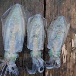 こかわ渡船　雅丸 釣果