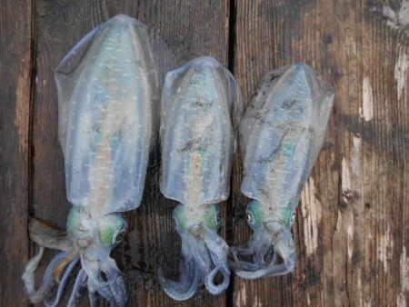 こかわ渡船　雅丸 釣果