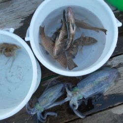 こかわ渡船　雅丸 釣果