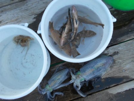 こかわ渡船　雅丸 釣果