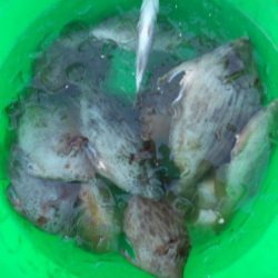 こかわ渡船　雅丸 釣果