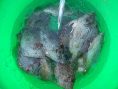 こかわ渡船　雅丸 釣果