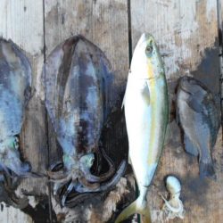 こかわ渡船　雅丸 釣果