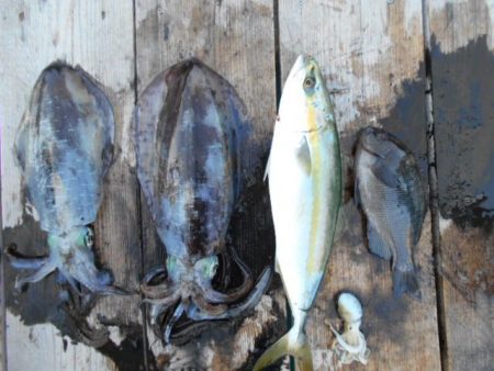 こかわ渡船　雅丸 釣果