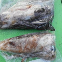 こかわ渡船 雅丸 釣果