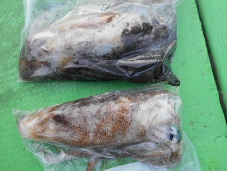 こかわ渡船　雅丸 釣果