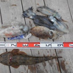 こかわ渡船 雅丸 釣果