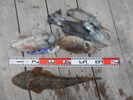 こかわ渡船 雅丸 釣果