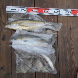 こかわ渡船　雅丸 釣果