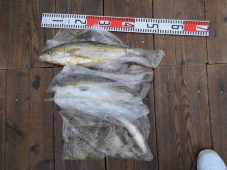 こかわ渡船　雅丸 釣果