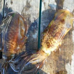 こかわ渡船　雅丸 釣果