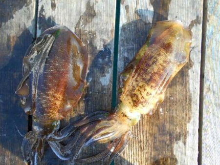 こかわ渡船　雅丸 釣果