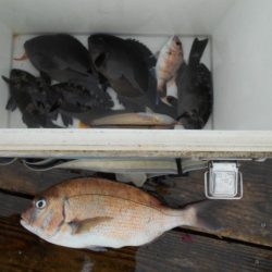 こかわ渡船　雅丸 釣果