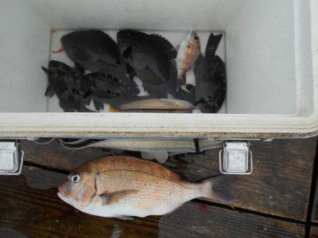 こかわ渡船　雅丸 釣果