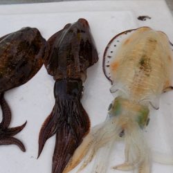 フィッシングボート空風(そらかぜ) 釣果