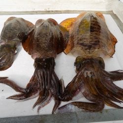 フィッシングボート空風(そらかぜ) 釣果