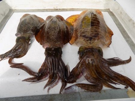 フィッシングボート空風(そらかぜ) 釣果