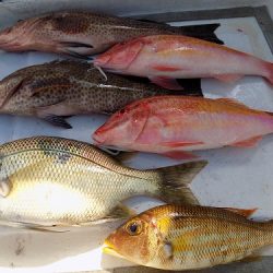 フィッシングボート空風(そらかぜ) 釣果