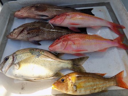 フィッシングボート空風(そらかぜ) 釣果