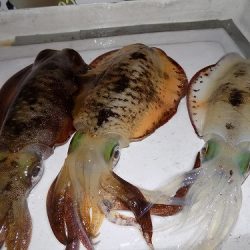 フィッシングボート空風(そらかぜ) 釣果