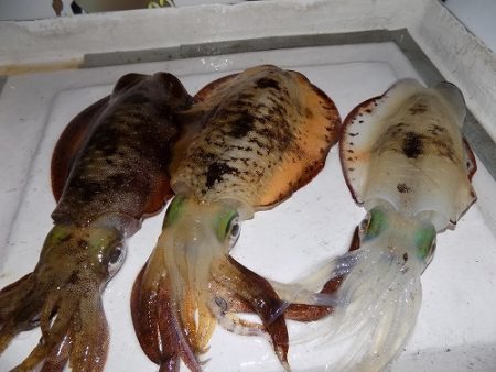 フィッシングボート空風(そらかぜ) 釣果