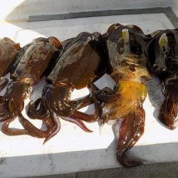 フィッシングボート空風(そらかぜ) 釣果