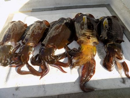 フィッシングボート空風(そらかぜ) 釣果