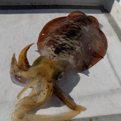 フィッシングボート空風(そらかぜ) 釣果