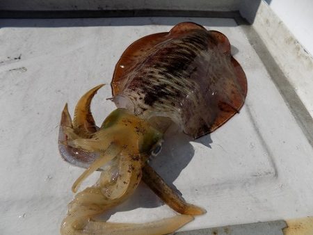 フィッシングボート空風(そらかぜ) 釣果