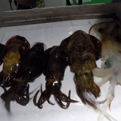 フィッシングボート空風（そらかぜ） 釣果