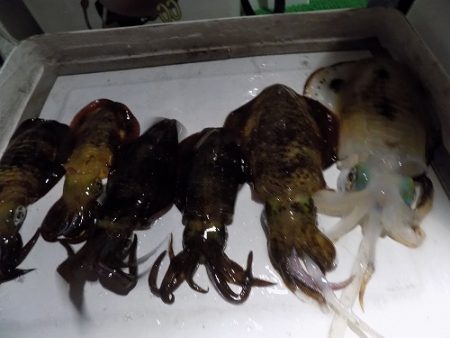 フィッシングボート空風（そらかぜ） 釣果