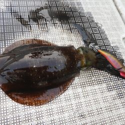 Fisherman Dreams DI 釣果