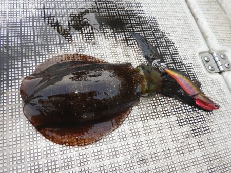 Fisherman Dreams DI 釣果