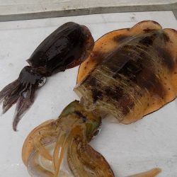 フィッシングボート空風（そらかぜ） 釣果