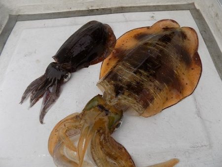 フィッシングボート空風（そらかぜ） 釣果