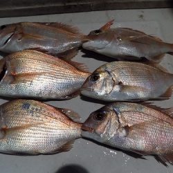 フィッシングボート空風（そらかぜ） 釣果